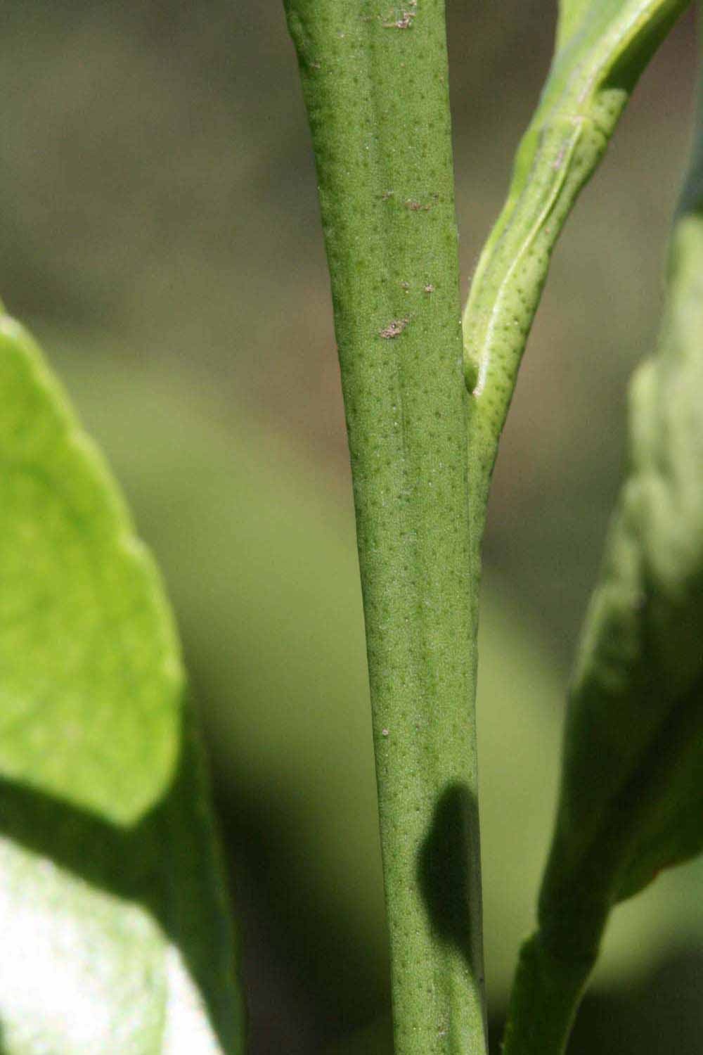              First year twig of  Citrus tamurana            (Hyuganatsu, Riverside,   CA)       